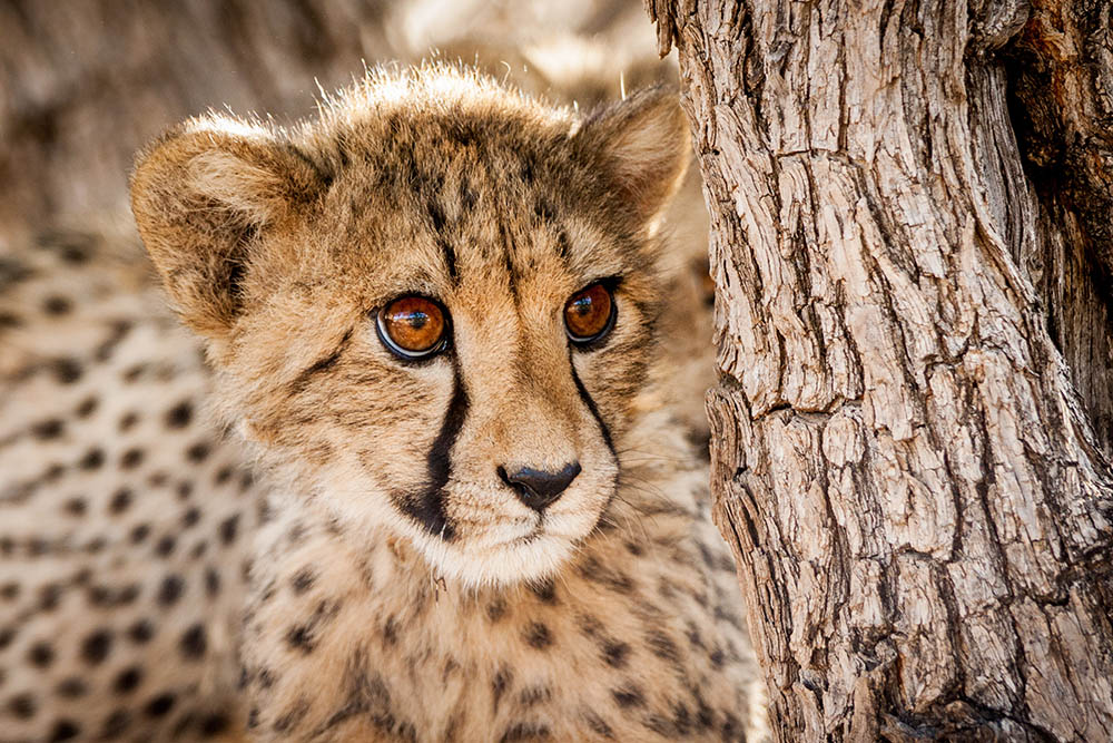 Close-up of a cheetah cub in a tree. Africa Wildlife Safari