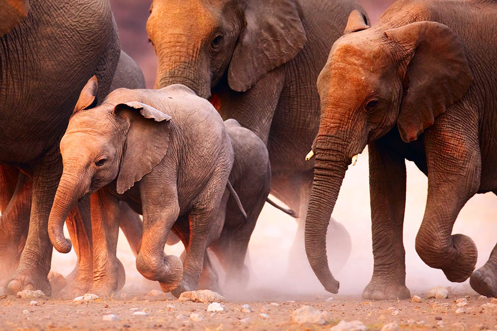 Elephant herd in the Etosha desert, Namibia. Africa Wildlife Safari