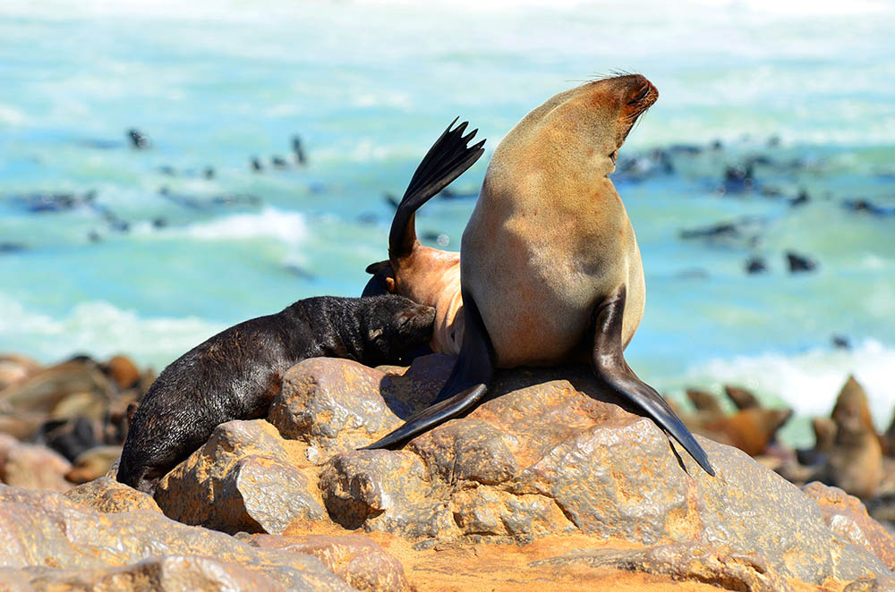 Cape Fur seals at Cape Cross in Namibia. Africa Wildlife Safari