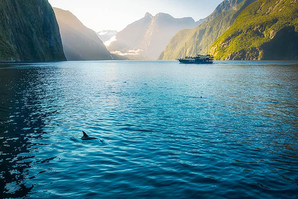 Morning sun glow and dolphins at Milford Sound in Fiordland National Park, New Zealand, South Island. Bottlenose dolphins are sometimes swimming along the boat cruises to visit the fjord