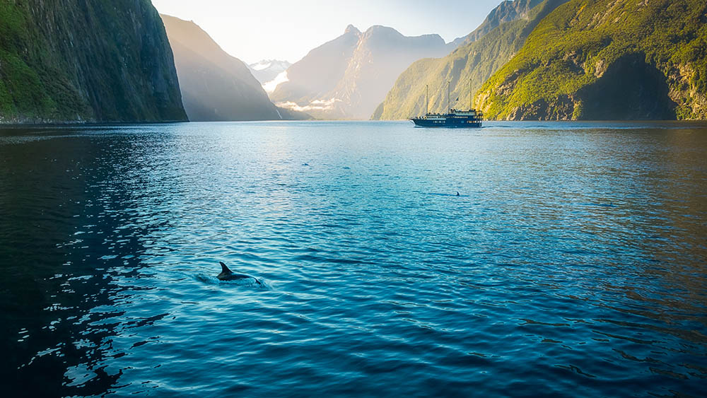 Morning sun glow and dolphins at Milford Sound in Fiordland National Park, New Zealand, South Island. Bottlenose dolphins are sometimes swimming along the boat cruises to visit the fjord