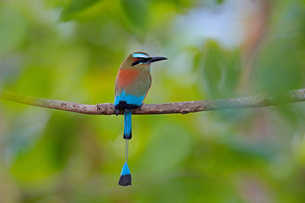 Turquoise-browed Motmot-national bird of Nicaragua