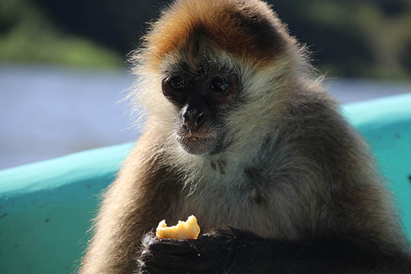 Monkey on Ometepe Island, Nicaragua