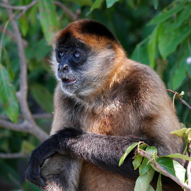 Monkey Portrait, Las Isletas, Nicaragua