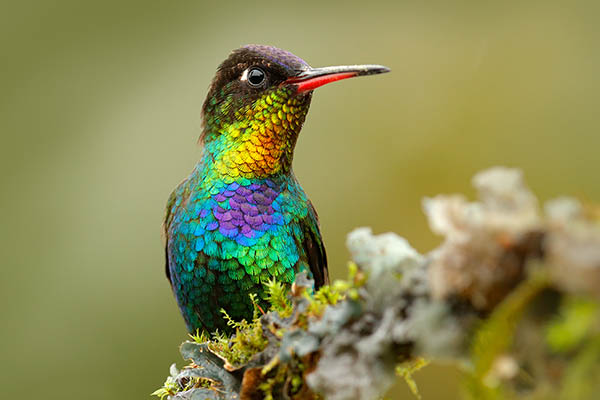 Fiery-throated Hummingbird in Panama