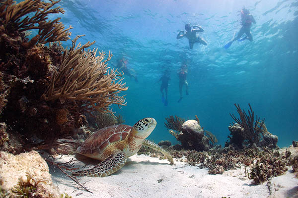 Green sea turtle resting on the sand with snorkelers swimming above