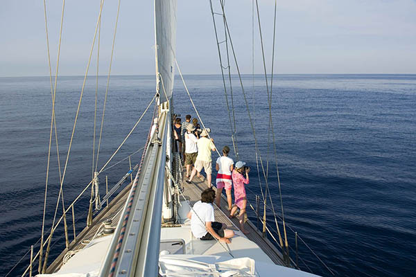 Tourists watching a whale from a boat