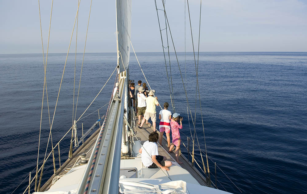 Tourists watching a whale from a boat