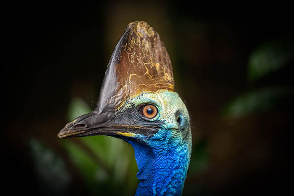 Close-up of the head of a Cassowary in Papua New Guinea