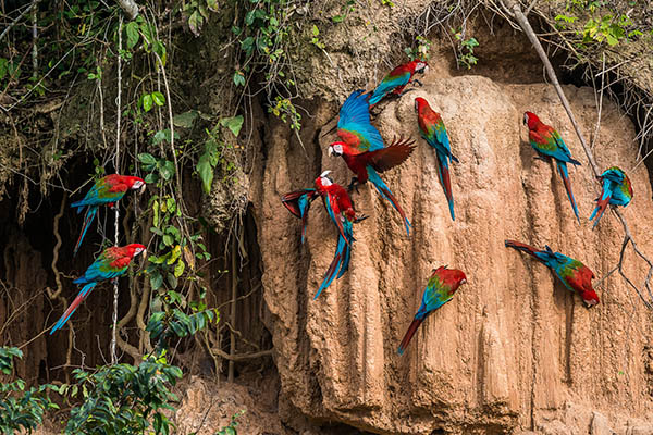 Scarlett Macaws in clay lick in the Peruvian Amazon jungle at Madre de Dios