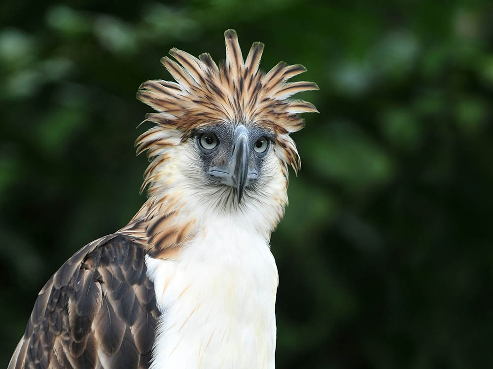 Philippine Eagle. Philippines. Birdwatching in Southeast Asia