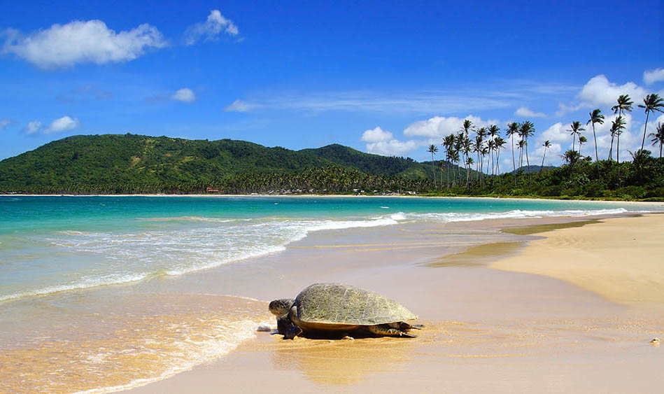 Sea turtle on Nacpan beach, El Nido, Philippines