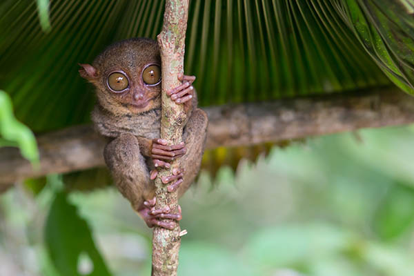 Tiny Tarsier sitting on a tree on Bohol Island, Philippines