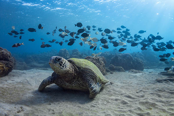 Turtle and Band of Fish