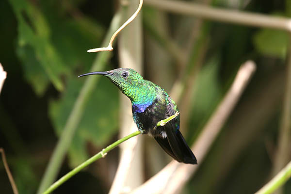 Green-throated Carib