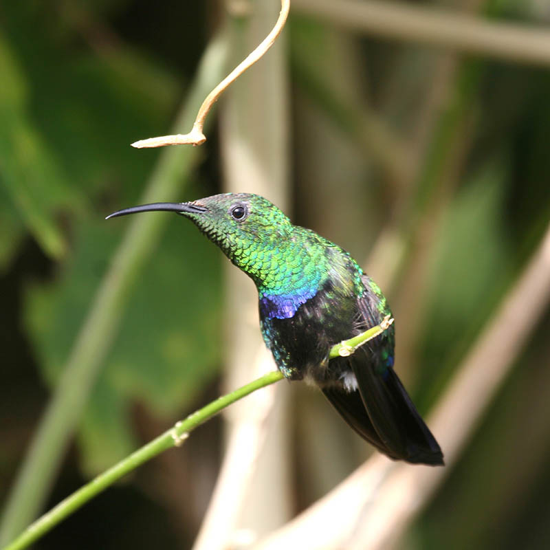 Green-throated Carib