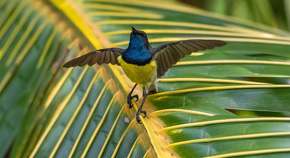 Newton’s Sunbird, endemic to the island of São Tomé. Birdwatching in Africa