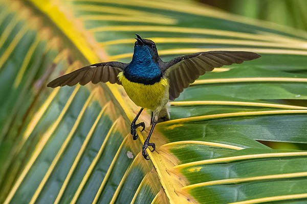 Newton’s Sunbird, endemic to the island of São Tomé. Birdwatching in Africa