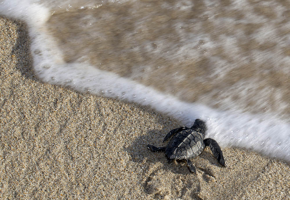 Baby Olive Ridley sea turtle, São Tomé & Príncipe