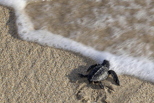 Baby Olive Ridley sea turtle, São Tomé & Príncipe