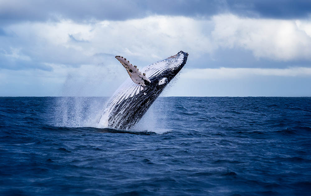 Humpback whale jumping out of the water