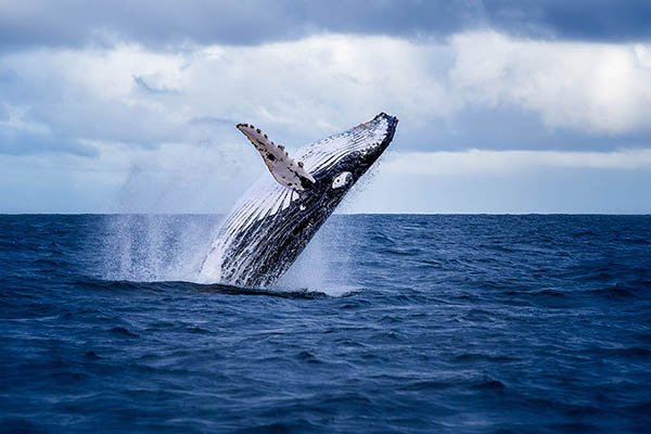 Humpback whale jumping out of the water