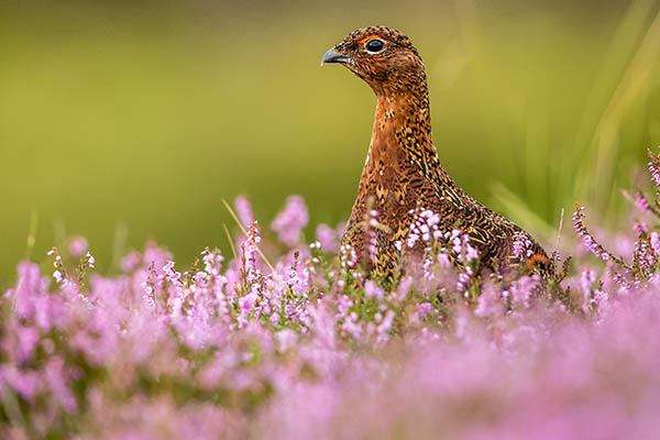 Red Grouse stood in colourful purple heather. Scotland. British birdwatching