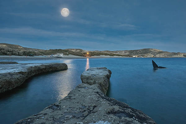 Whale in the waters of the Hebrides, Scotland