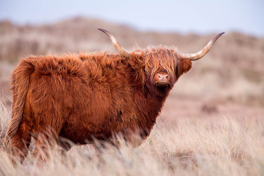 Highland cow in a field in Scotland