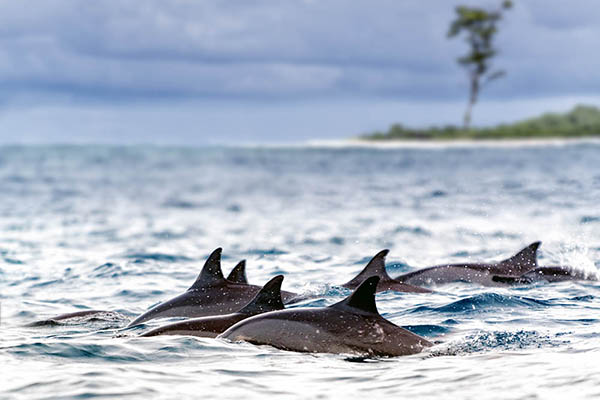 Pod of wild spinner dolphins in shallow bays near Bird Island, Seychelles