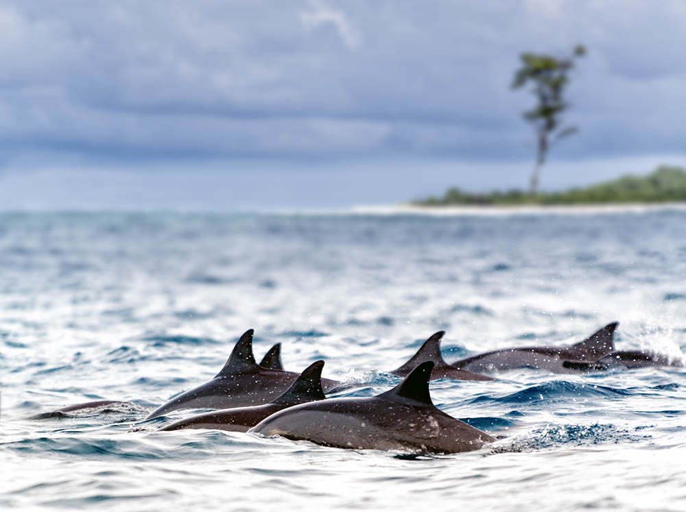 Pod of wild spinner dolphins in shallow bays near Bird Island, Seychelles