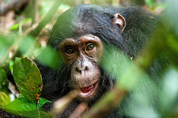 Close up portrait of an old chimpanzee