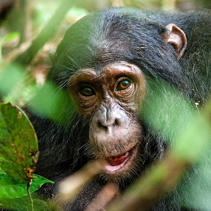 Close up portrait of an old chimpanzee