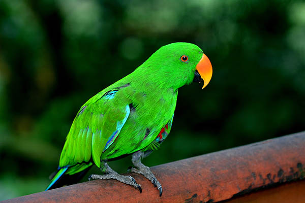 Eclectus parrot Male (green) (Eclectus roratus) is a parrot native to the Solomon Islands