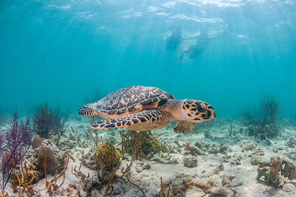 A Hawksbill sea turtle is swimming over a shallow reef in clear blue water with Snorkelers in the background.