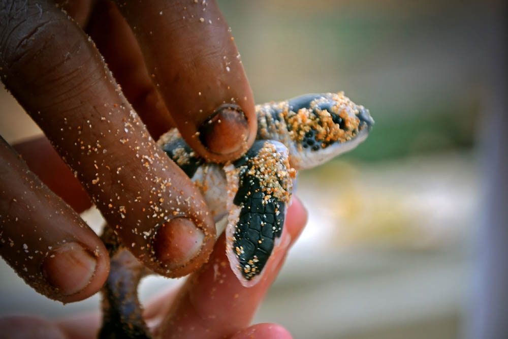 In safe hands at a Sea Turtle Conservation Centre in the Solomon Islands!