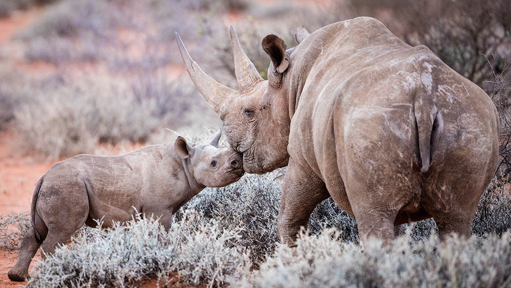 Mother & Baby Black Rhino in South Africa. Africa Wildlife Safari