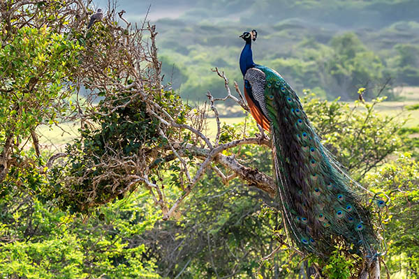 Peacock in Sri Lanka