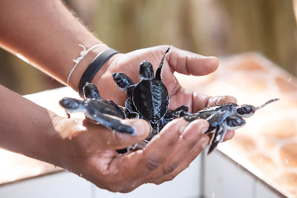 Newly hatched turtles at Sea Turtle Conservation Research Project in Bentota, Sri Lanka