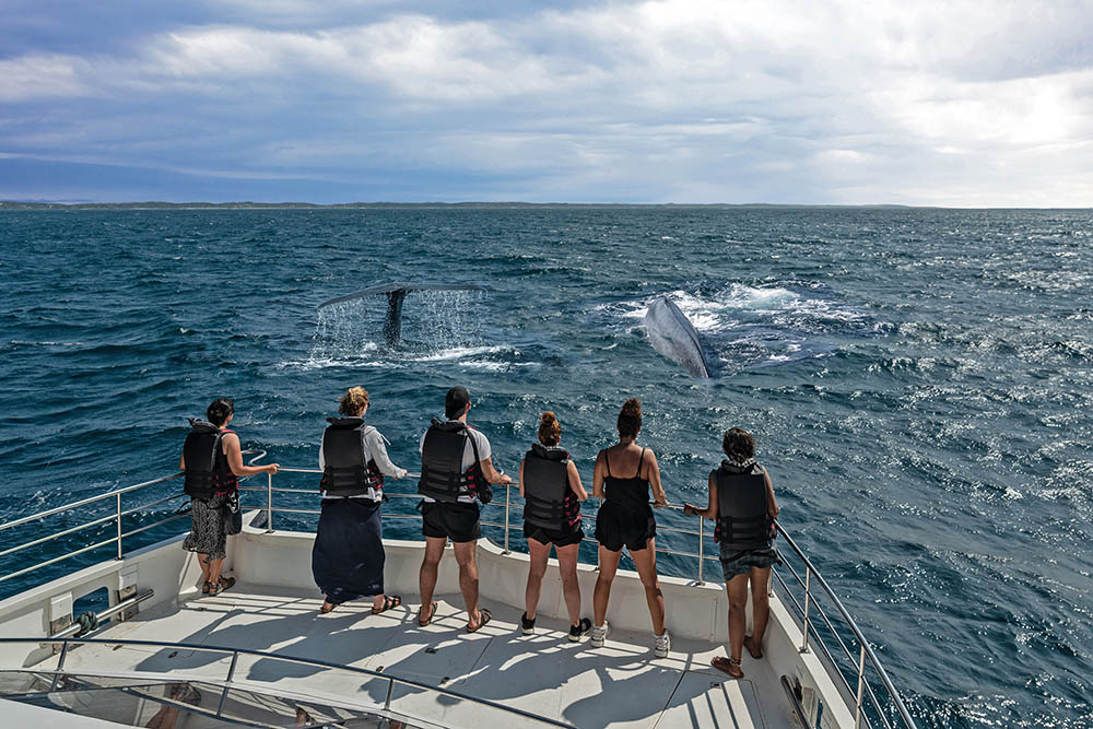 Whale watching trip in Mirissa, Sri Lanka