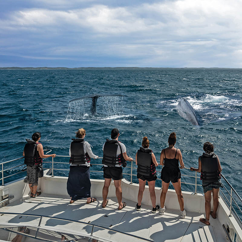 Whale watching trip in Mirissa, Sri Lanka