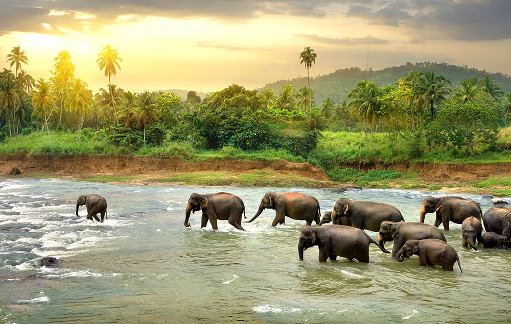 Pinnawela Elephant Orphanage, Sri Lanka