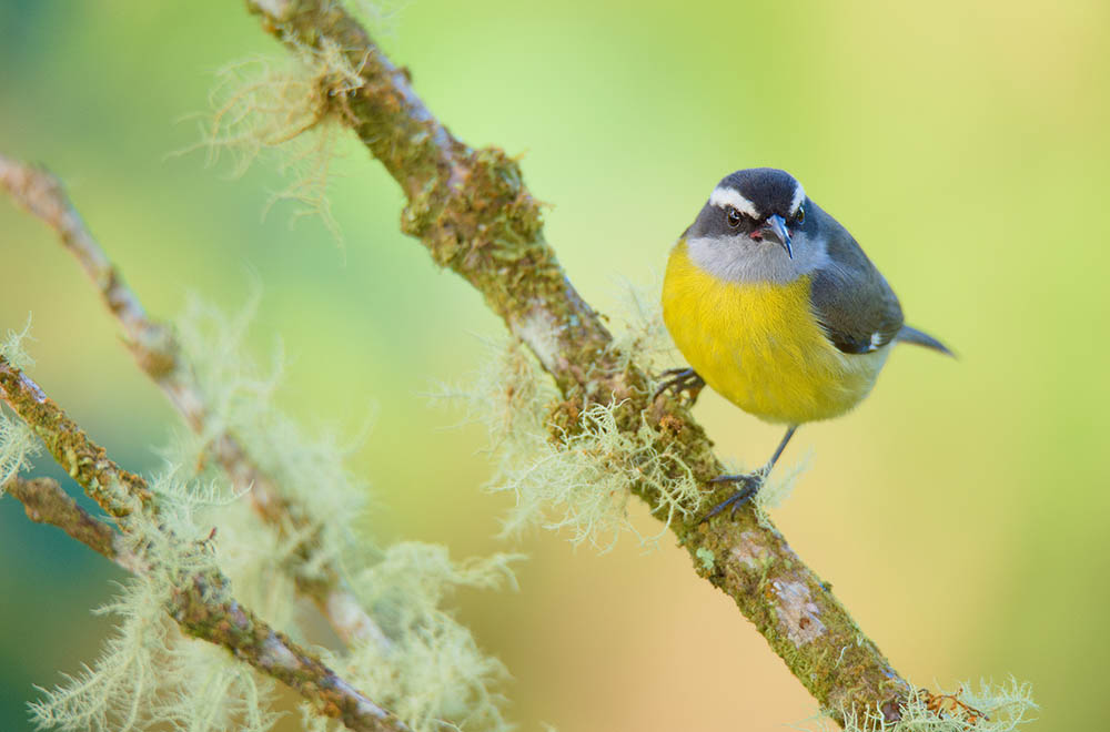 Bananaquit bird on a branch. Birdwatching in the Caribbean