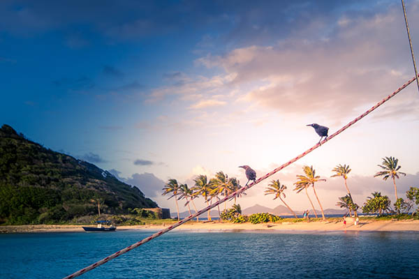 Birds on a sailboat on Mayreau Island in Tobago Cays. Birdwatching in the Caribbean