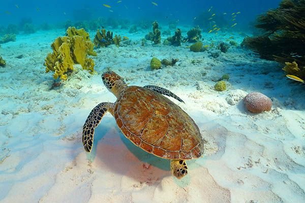 Turtle swimming above the coral reef and white sandy seabed