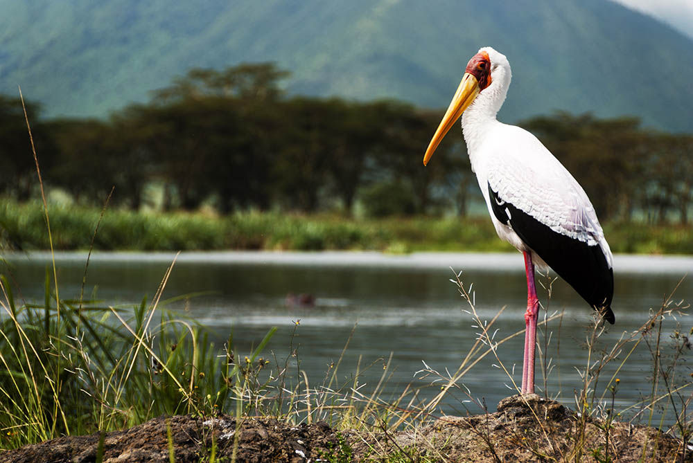 Yellow Billed Stork. Tanzania. Birdwatching in Africa