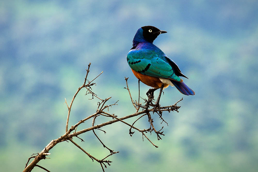 Superb Starling. Tanzania. Birdwatching in Africa