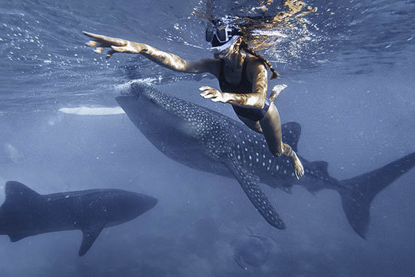 Woman snorkeling with whale sharks in deep blue ocean