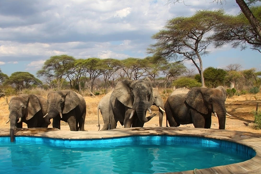 Elephants drinking from a pool in the Ruaha National Park area in Tanzania. Africa Wildlife Safari