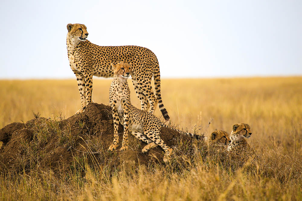 Cheetahs in the Serengeti National Park, Tanzania. Africa Wildlife Safari